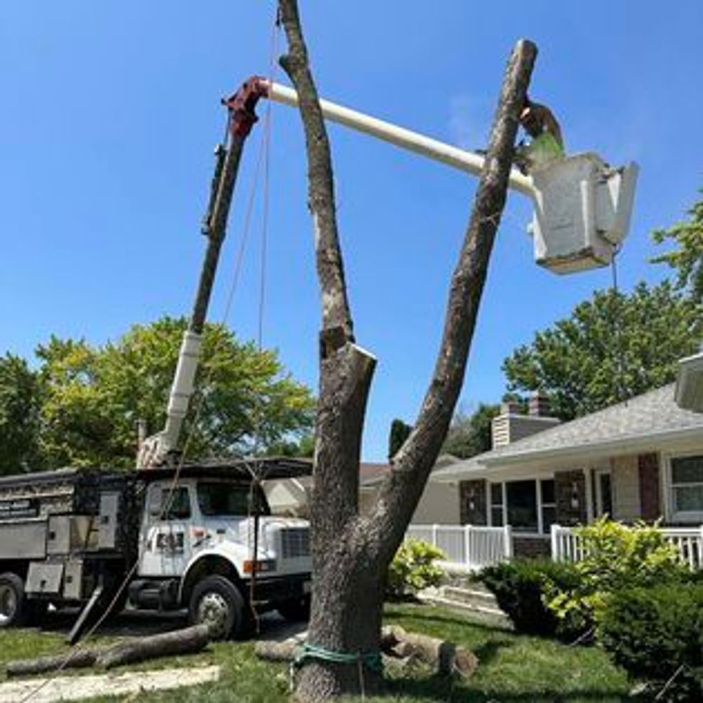 A man is cutting a tree with a crane in front of a house.