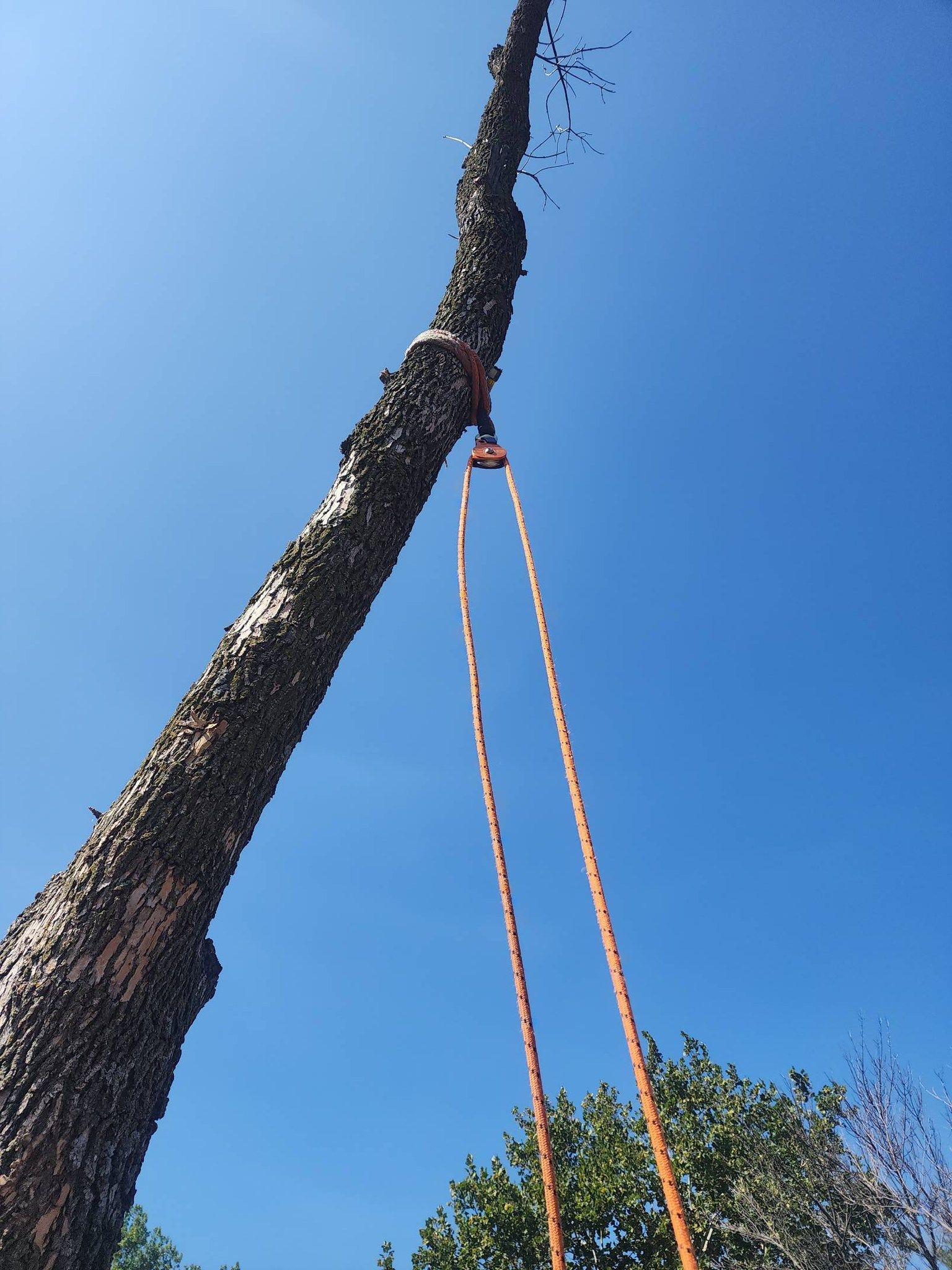 A tree with a rope attached to it against a blue sky
