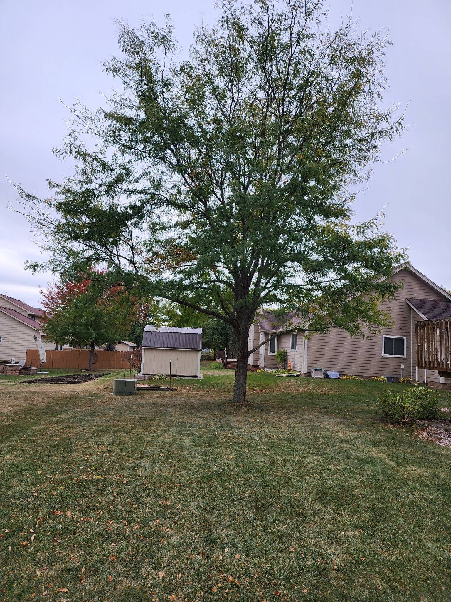 A tree in a yard with a house in the background.