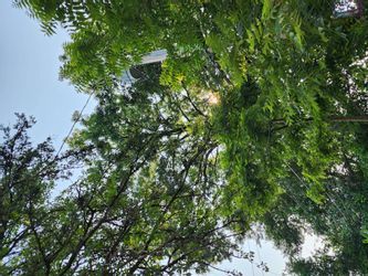 Looking up at a tree with lots of leaves against a blue sky.
