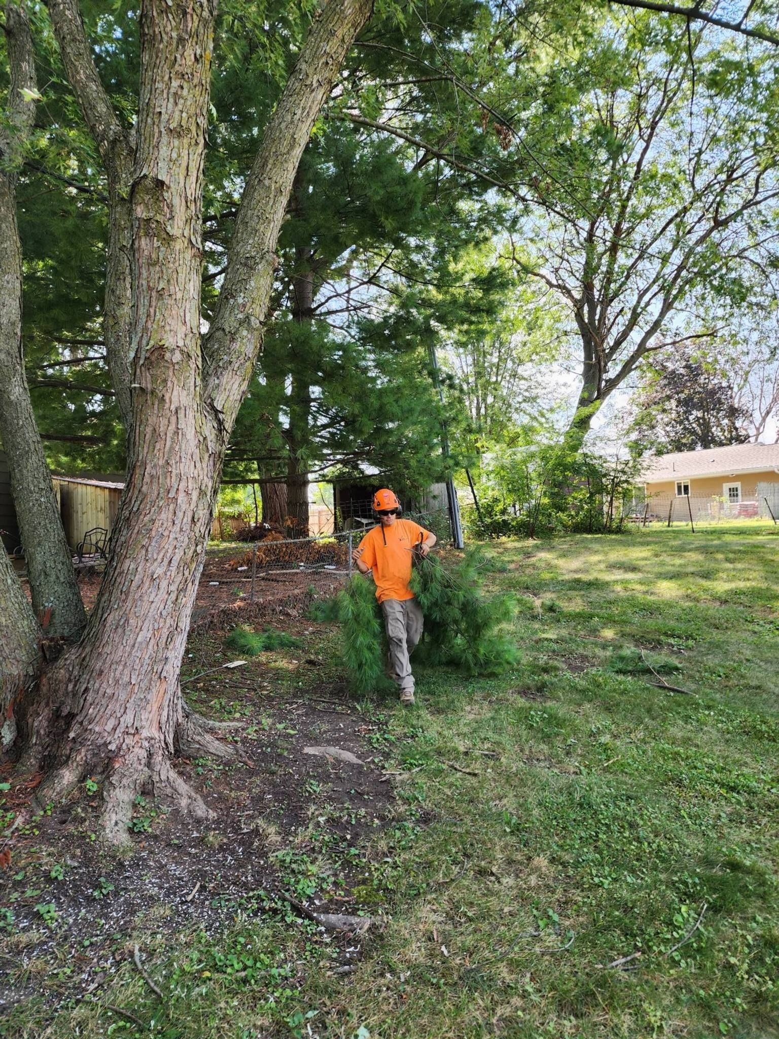 A man is cutting a tree in a yard with a chainsaw.