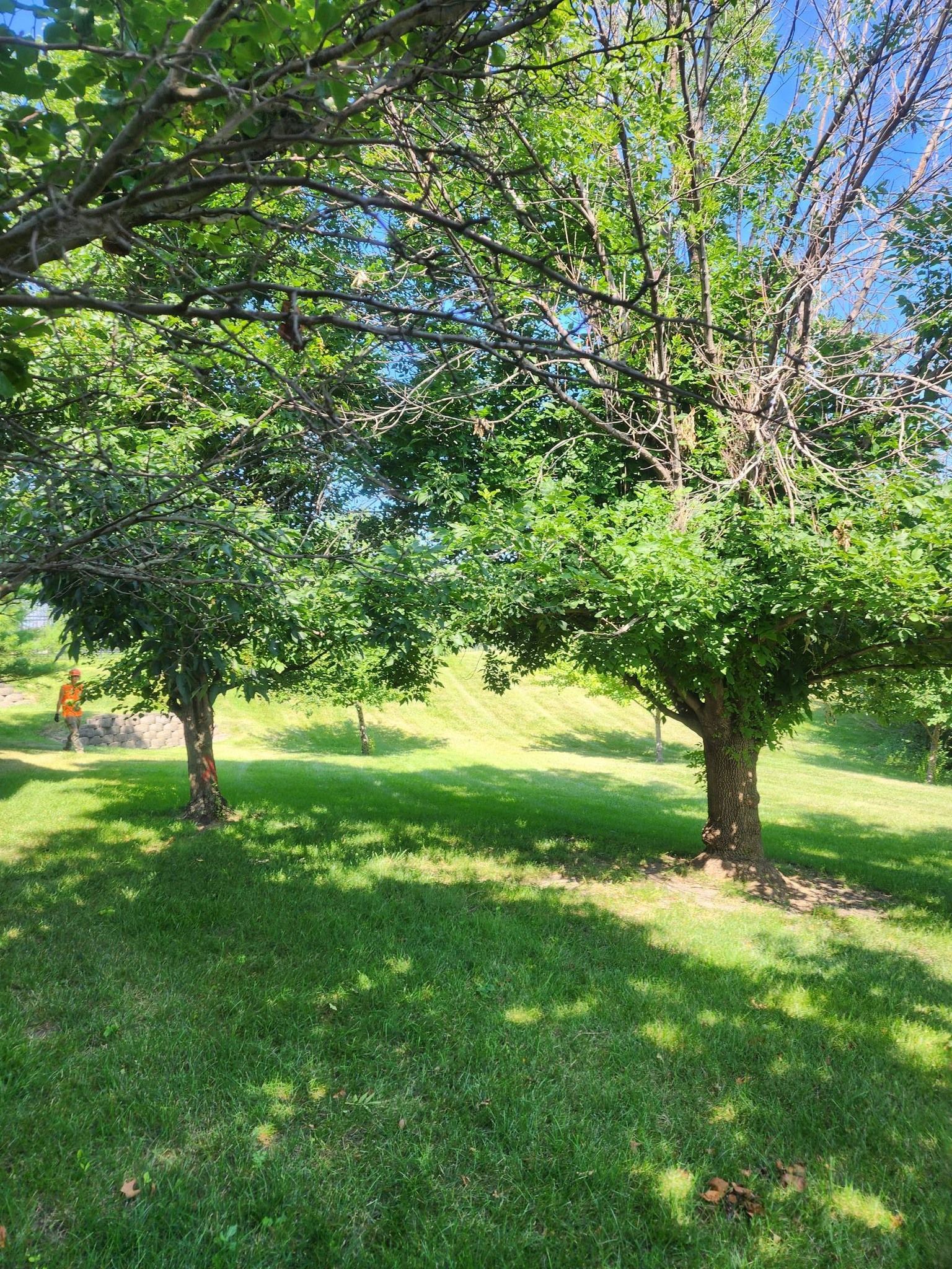 A group of trees in a grassy field on a sunny day.