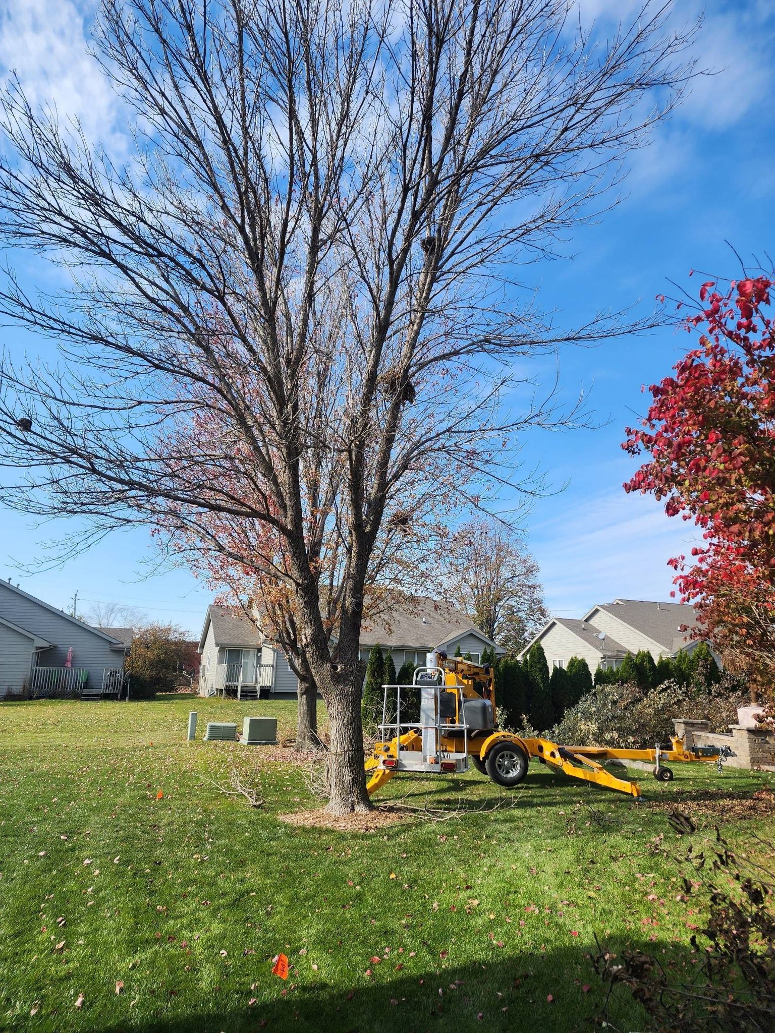 A tree is being cut down in a yard with a tractor in the background.