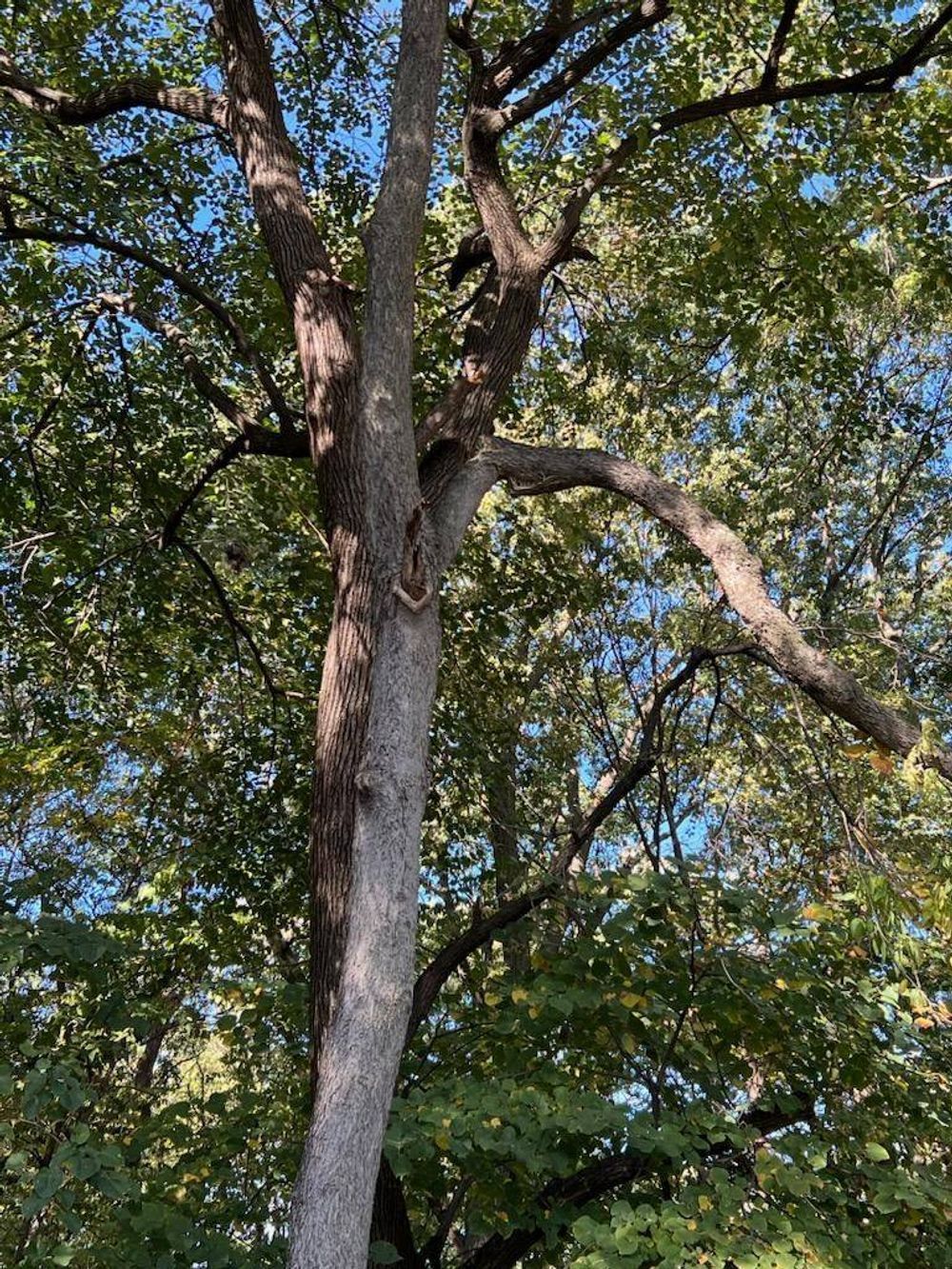 A tree with lots of branches and leaves against a blue sky.
