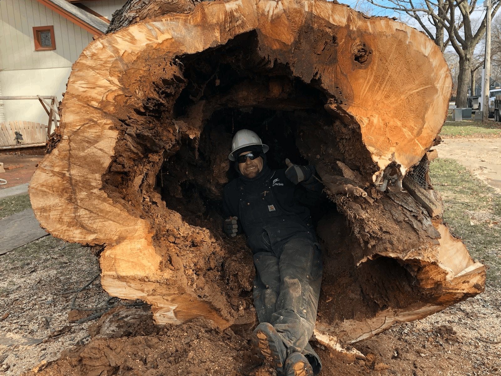 A man is standing inside of a large tree trunk.