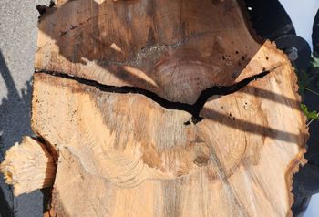 A man is using a machine to remove a tree stump.