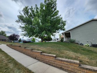 A large tree is in the middle of a lush green field next to a house.