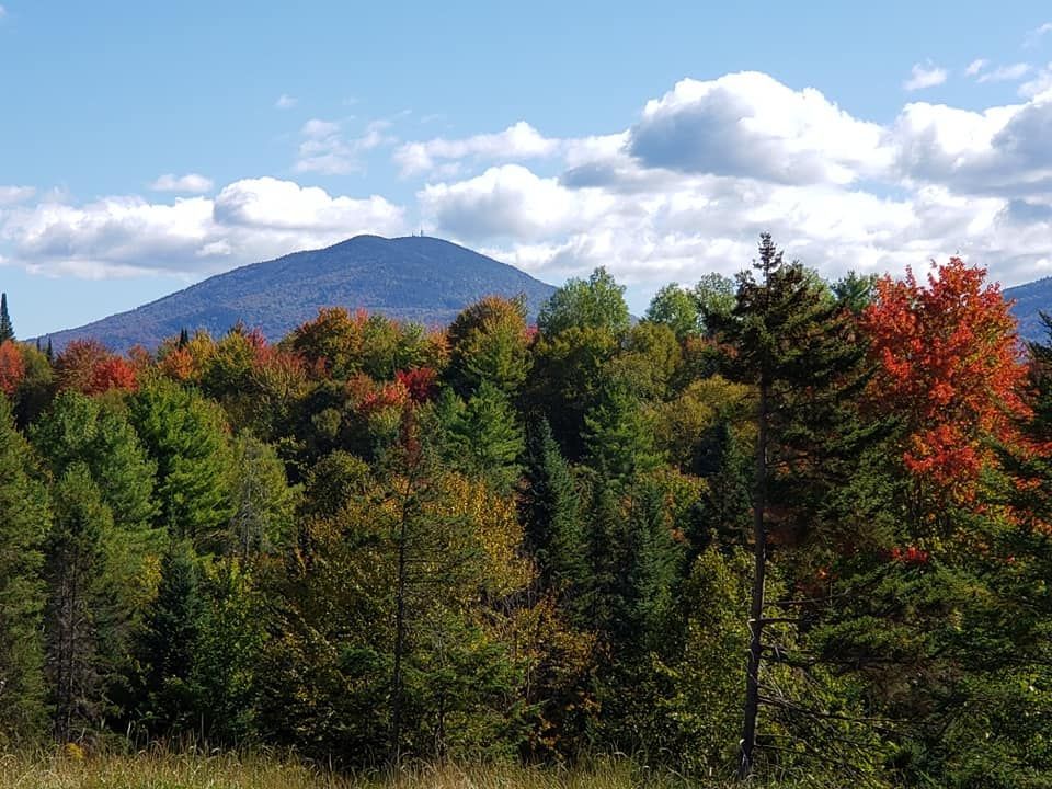 A lush green forest with a mountain in the background