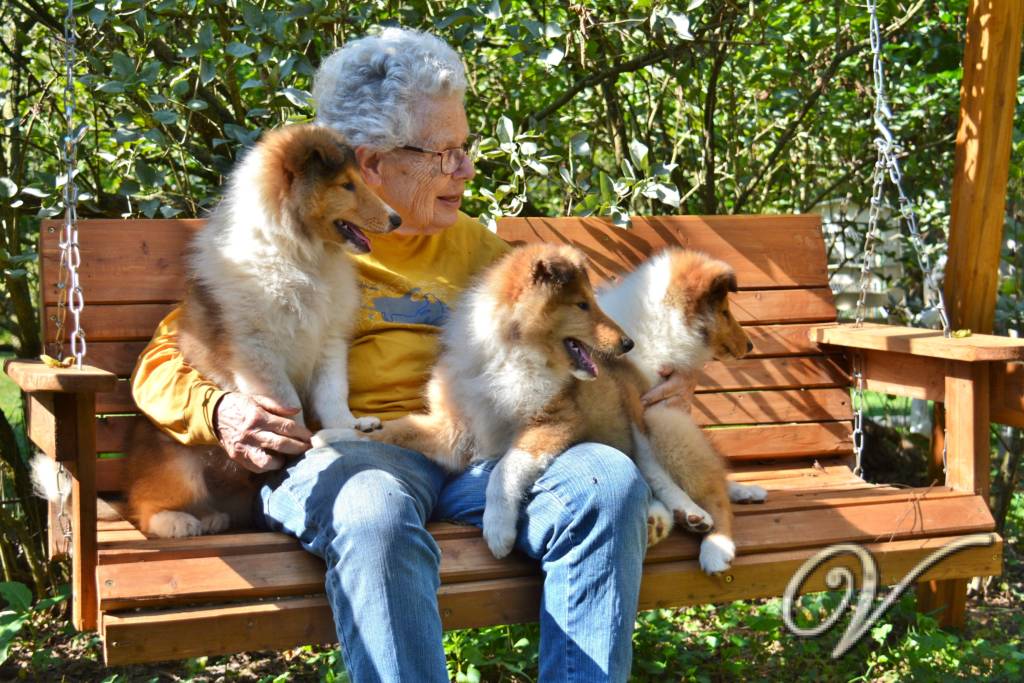 Rough Collie 2019