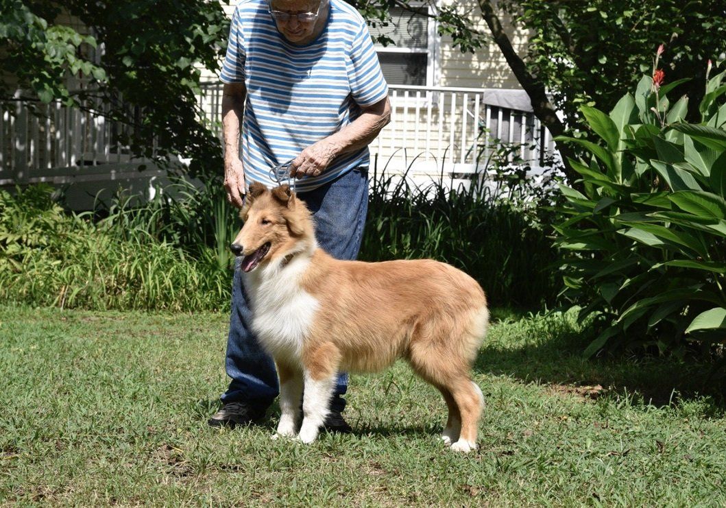 Puppies for Sale Millville, NJ 8568254856