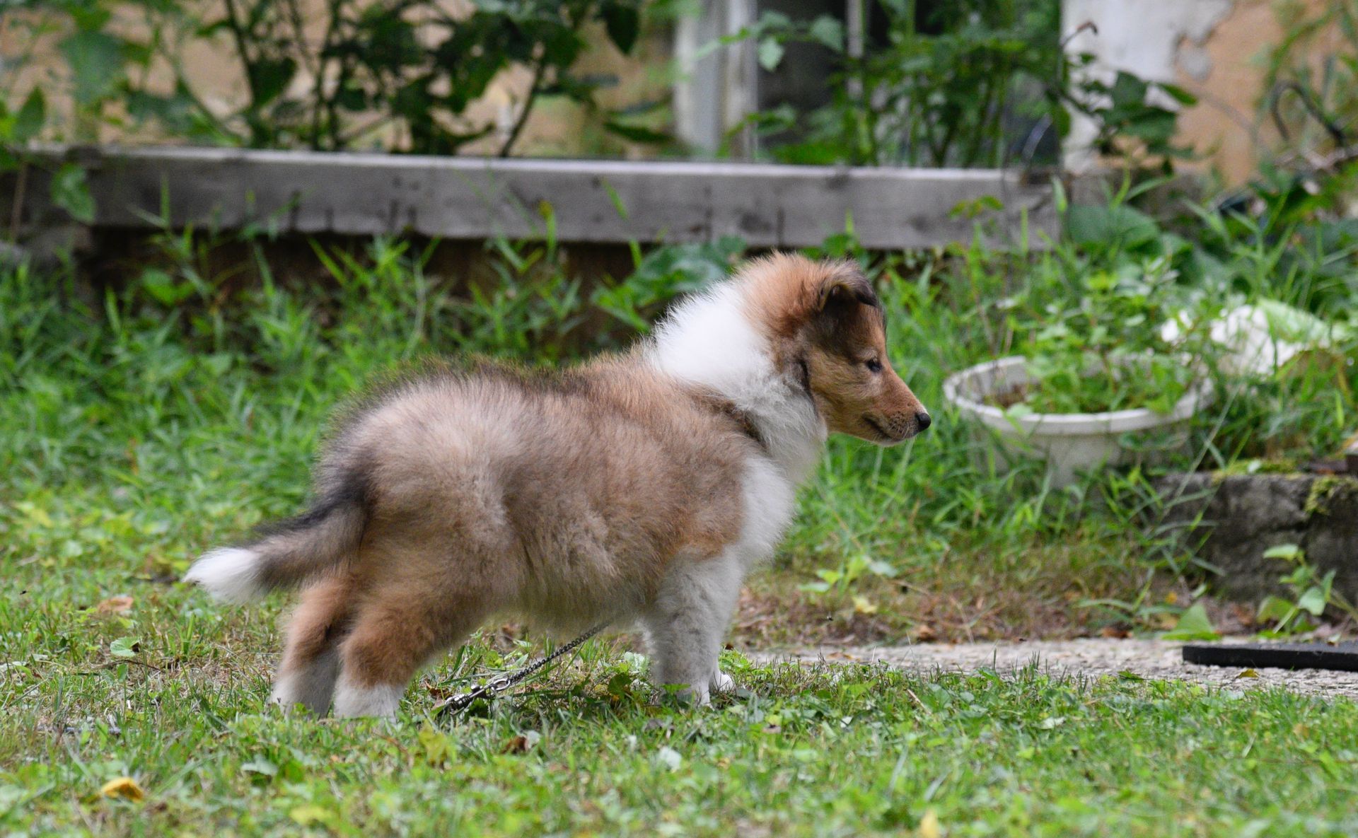 Puppies for Sale Millville, NJ 8568254856