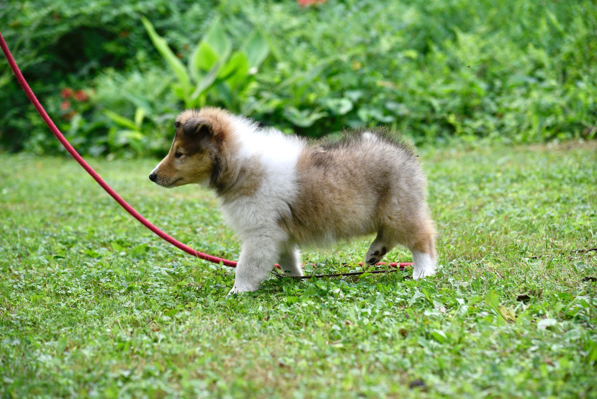 Puppies for Sale Millville, NJ 8568254856