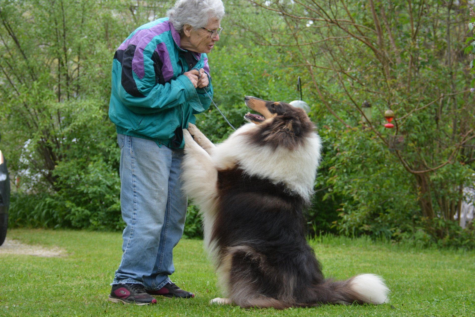 rough collie adults
