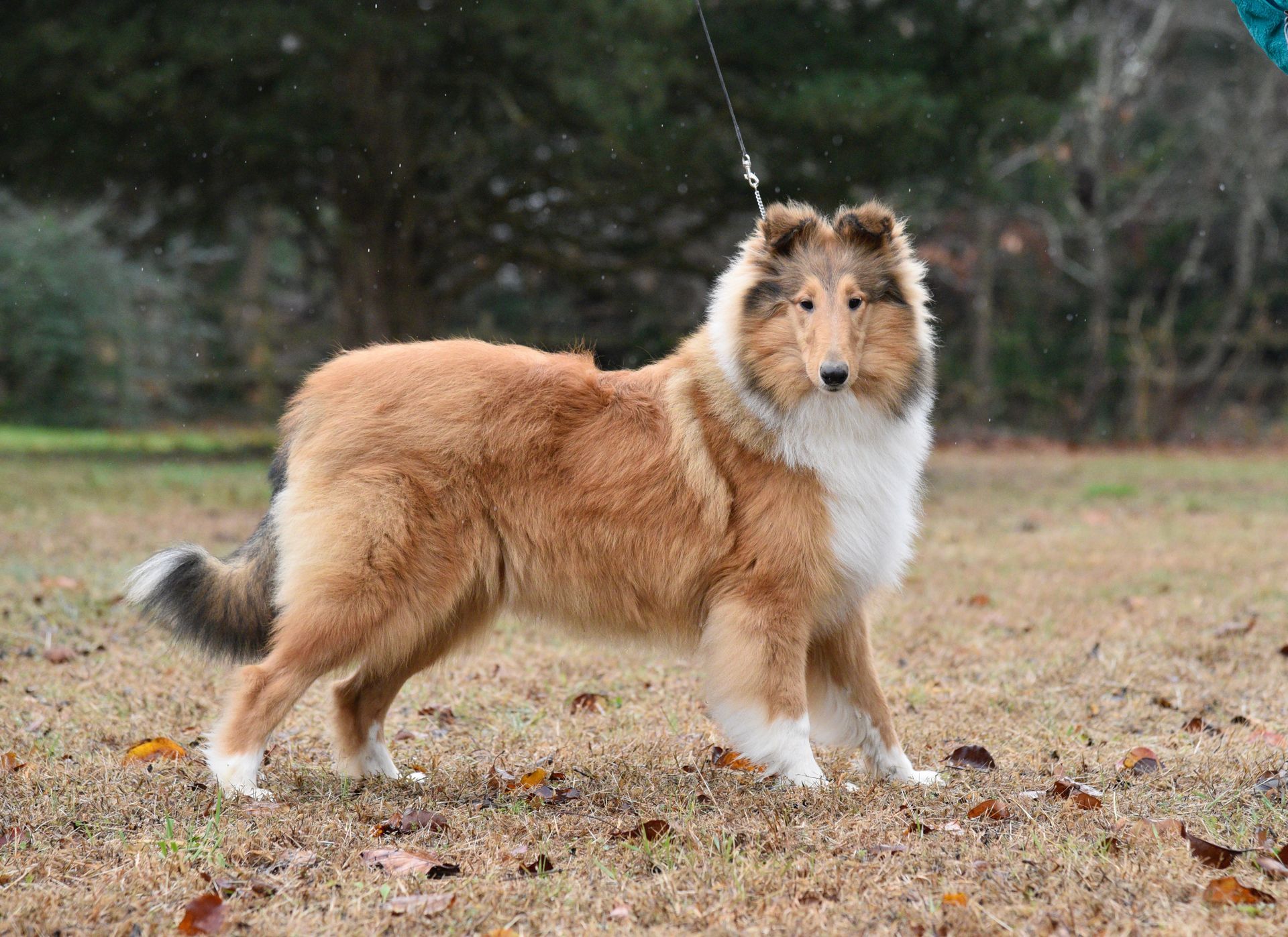 Puppies for Sale Millville, NJ 8568254856