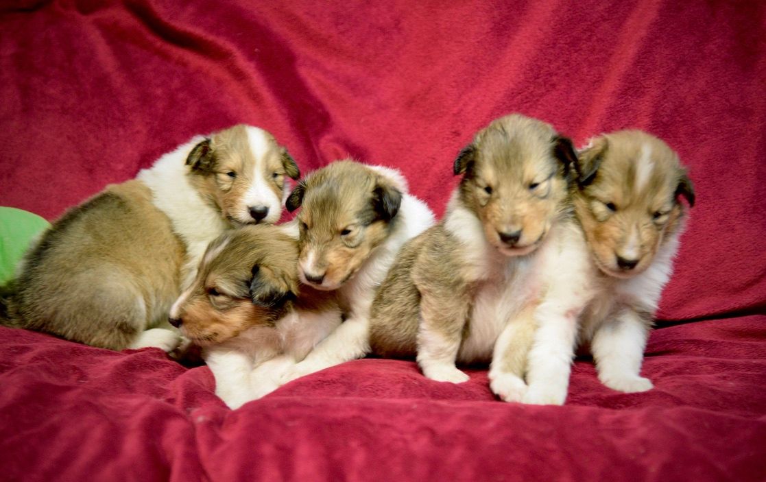 Puppies for Sale Millville, NJ 8568254856