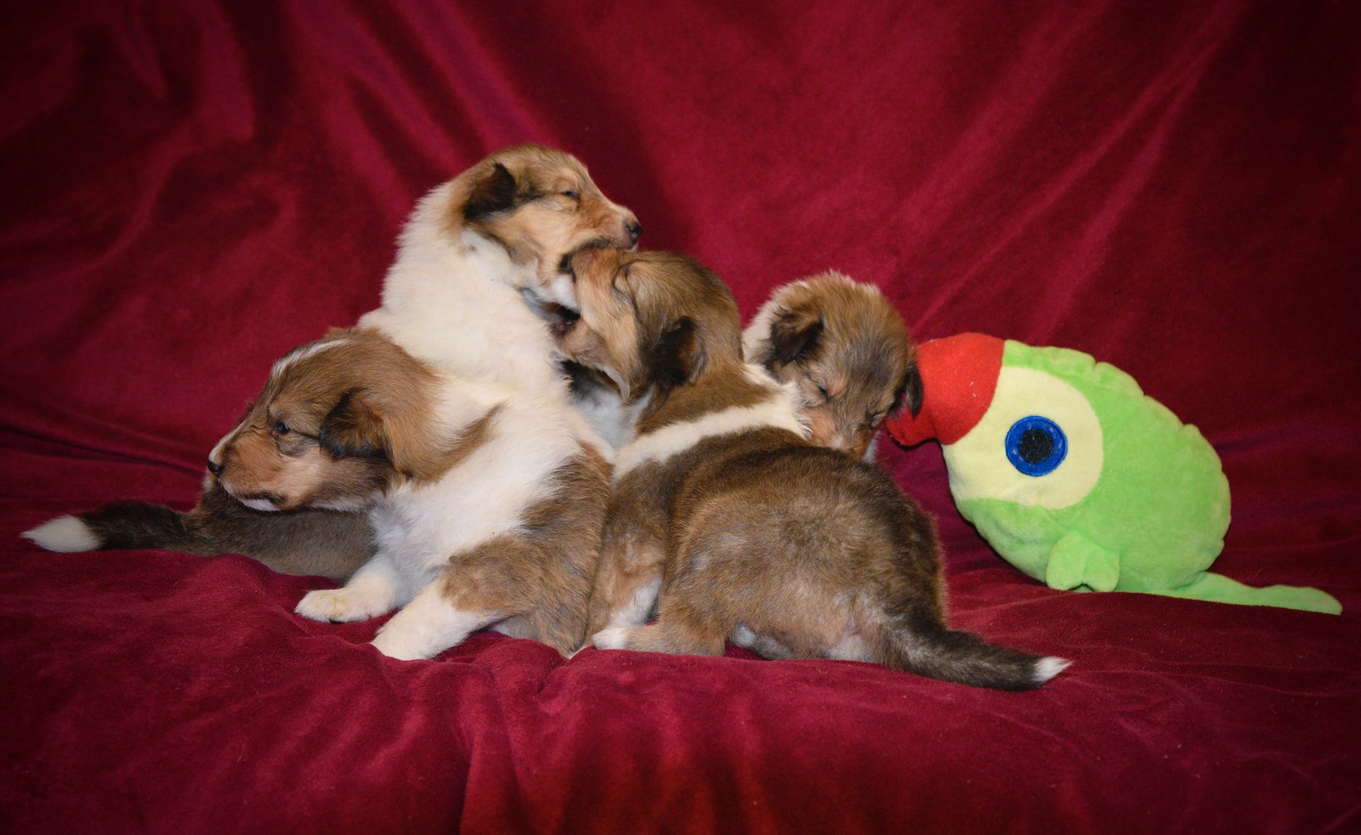 Puppies for Sale Millville, NJ 8568254856