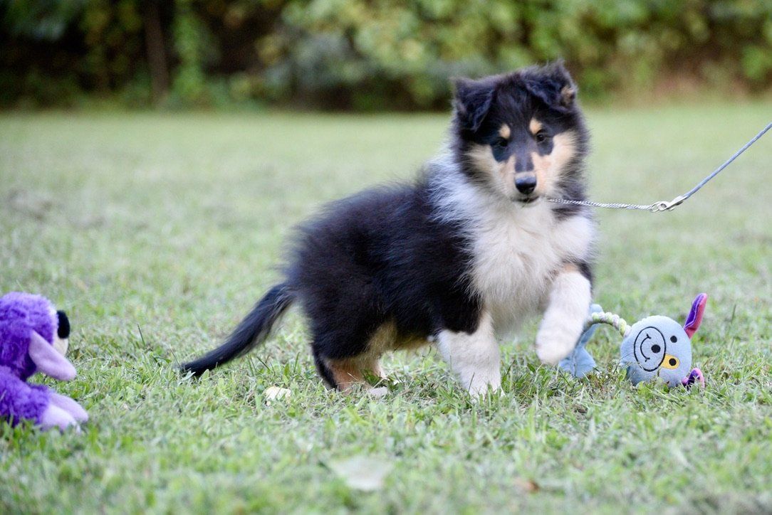 Puppies for Sale Millville, NJ 8568254856