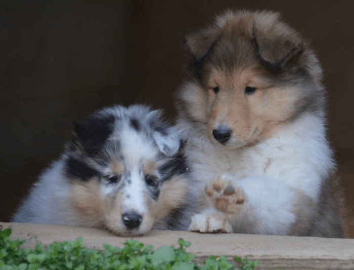 Rough Collie Puppies Facts About Collies Rough Collie Mix Small