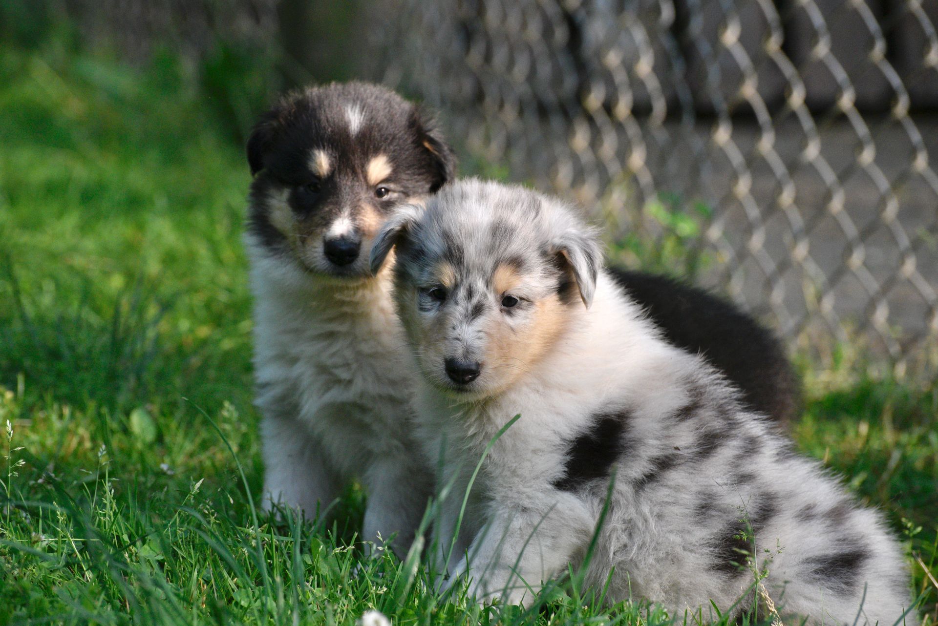 Puppies for Sale Millville, NJ 856-825-4856