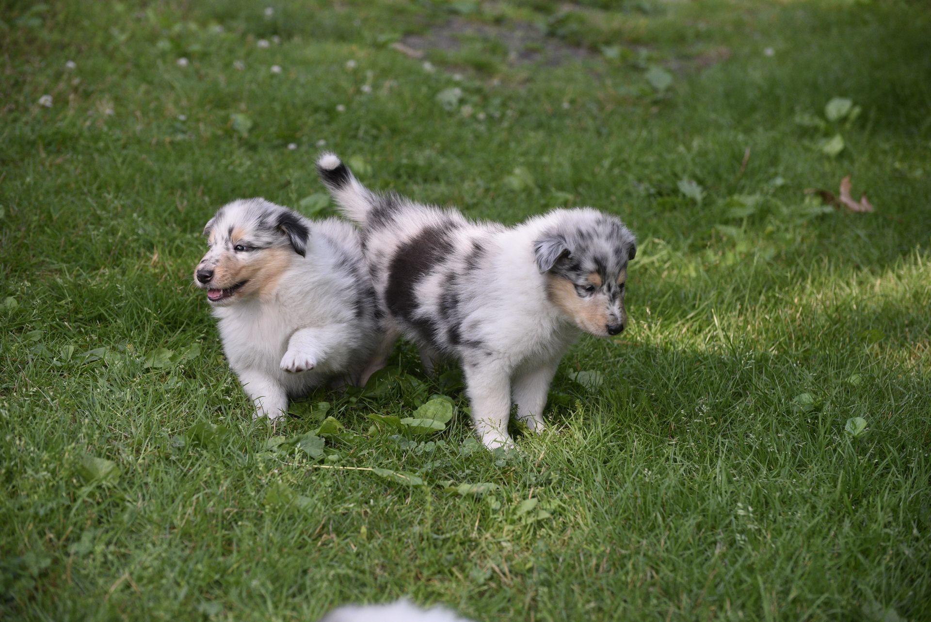 Puppies for Sale Millville, NJ 8568254856