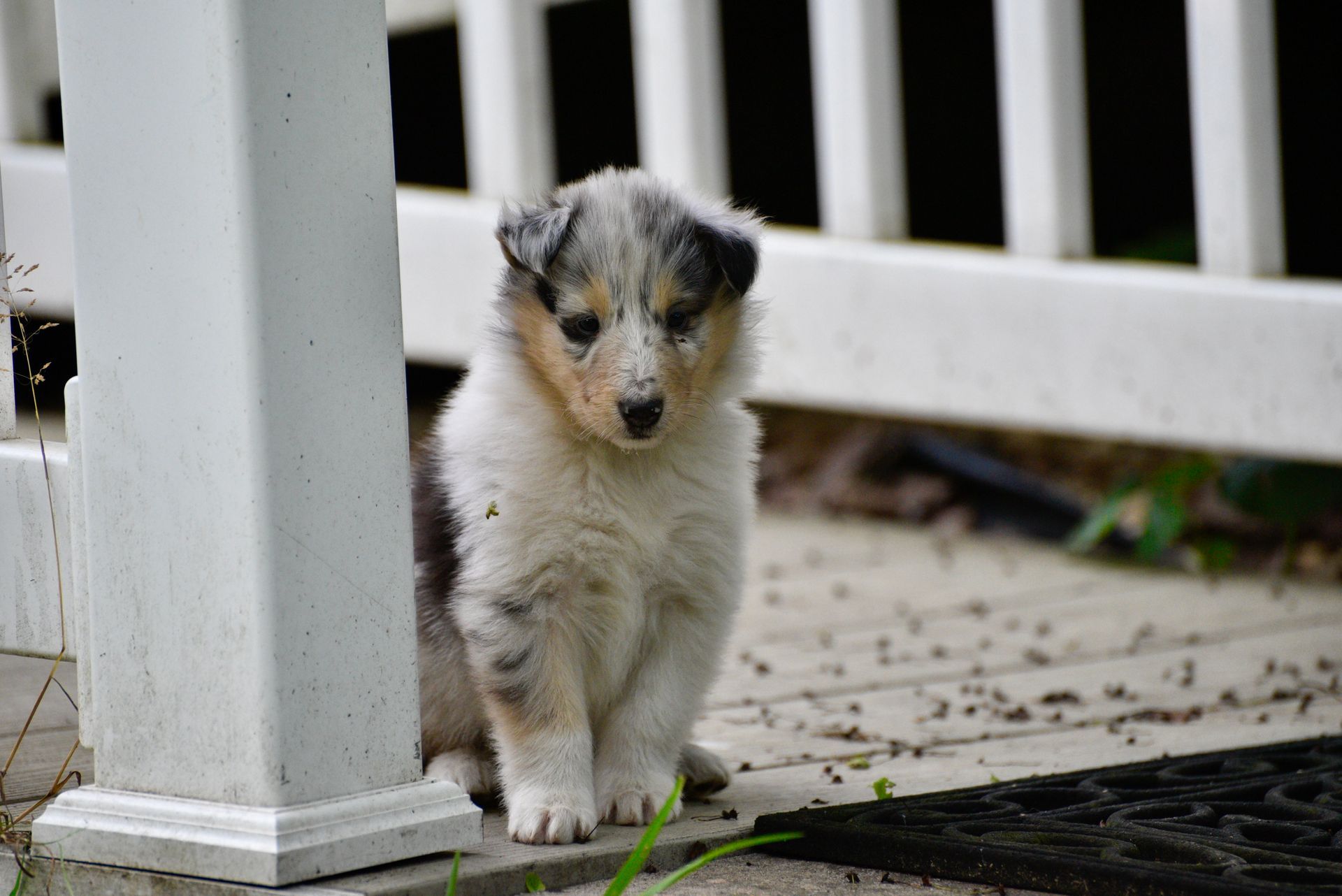 Puppies for Sale Millville, NJ 8568254856