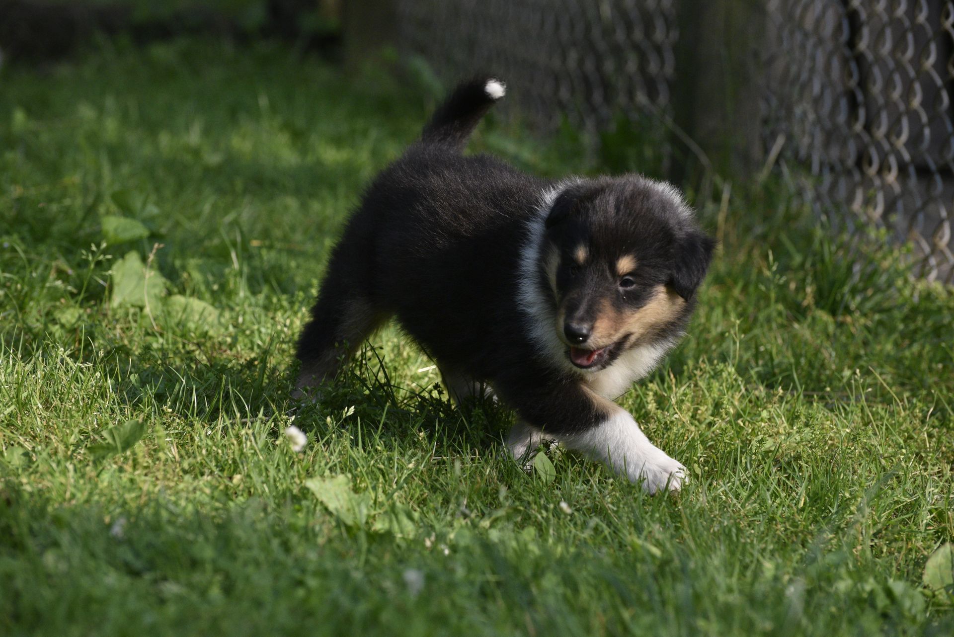 Puppies for Sale Millville, NJ 8568254856