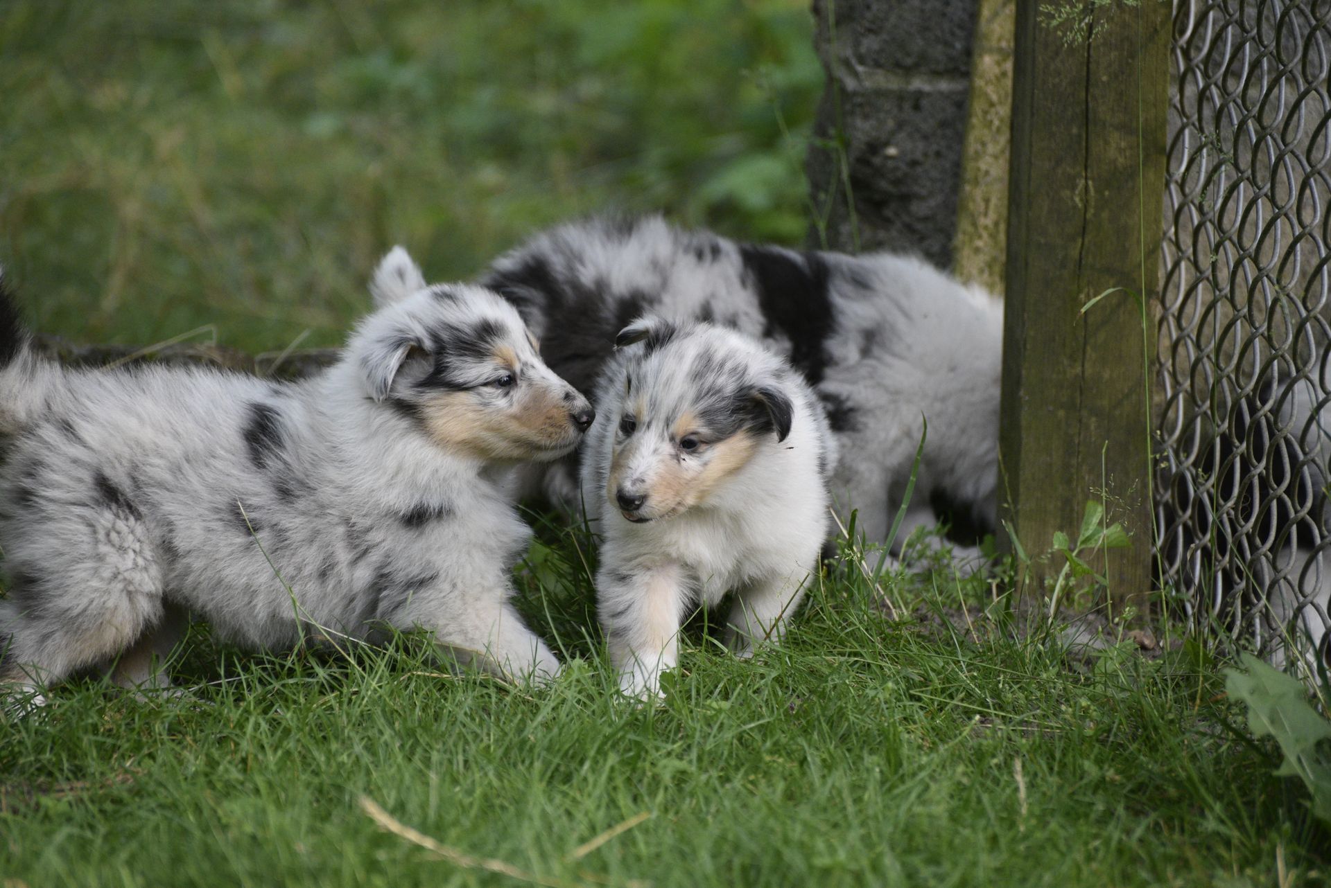 Puppies for Sale Millville, NJ 8568254856