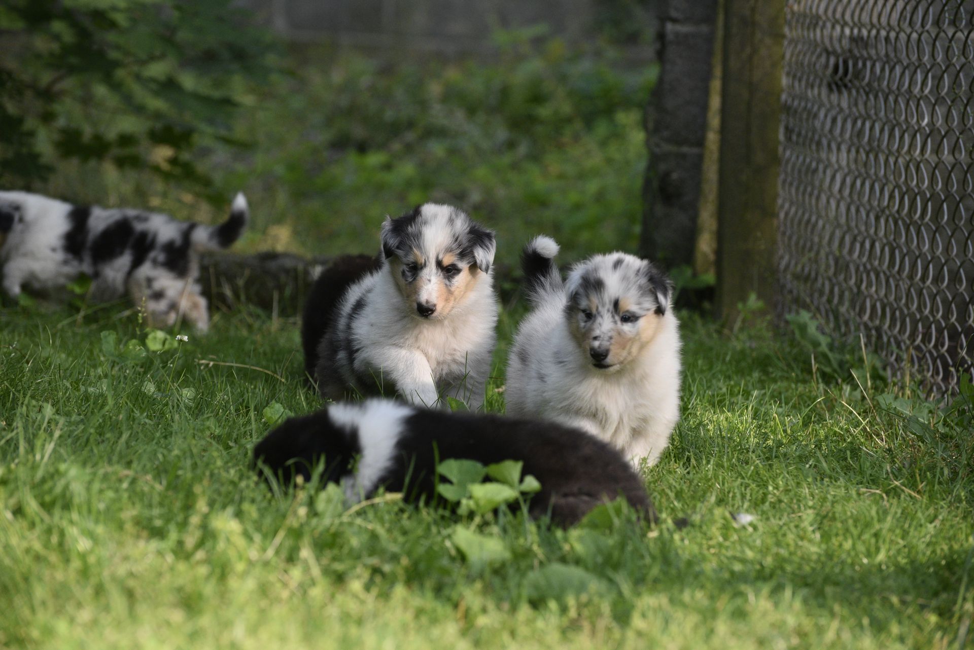 Puppies for Sale Millville, NJ 8568254856