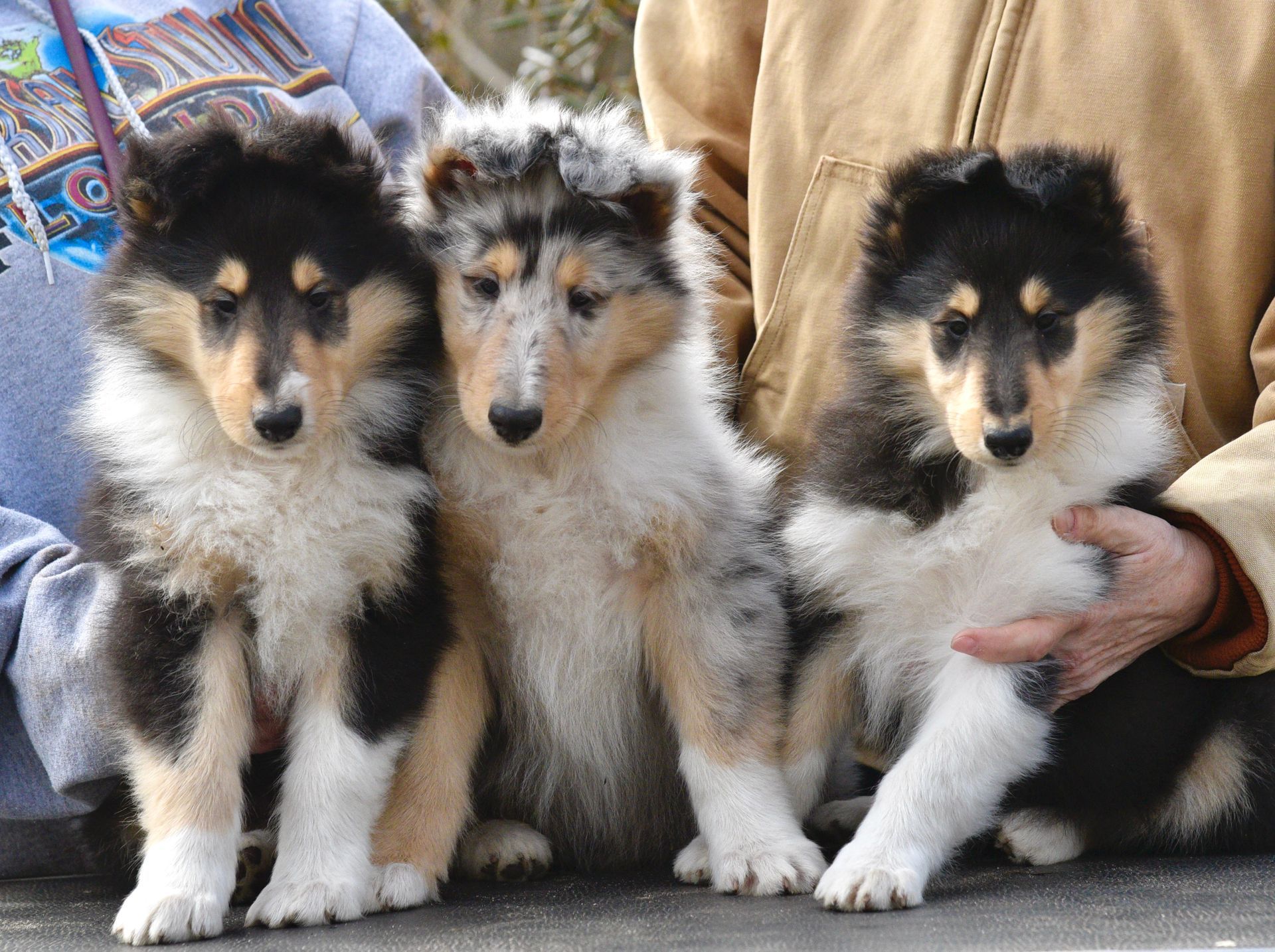 A person is holding three collie puppies in their arms.