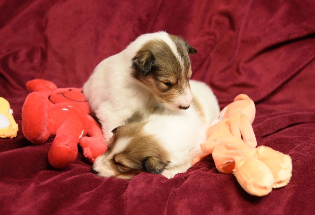 Puppies for Sale Millville, NJ 8568254856