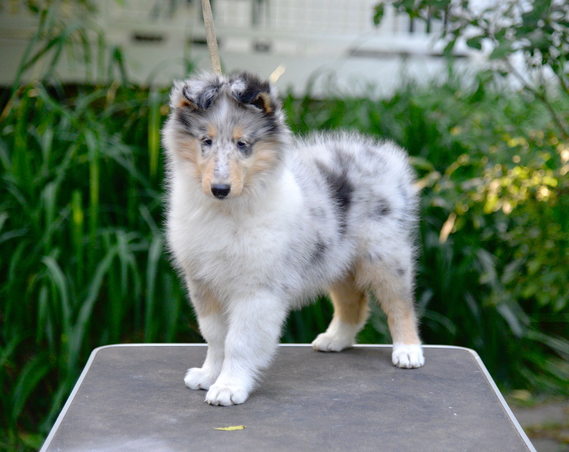 Puppies for Sale Millville, NJ 8568254856