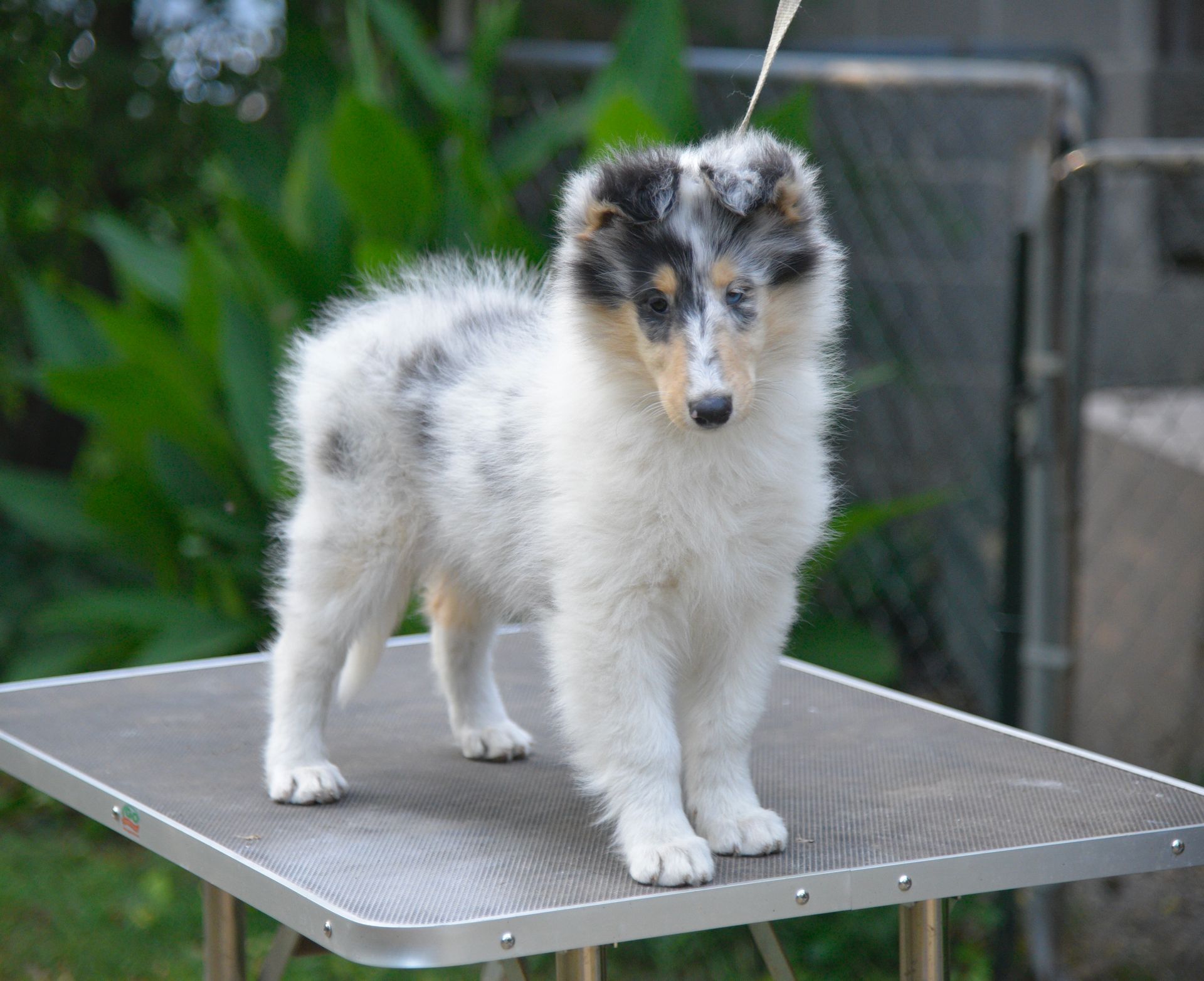 Puppies for Sale Millville, NJ 8568254856