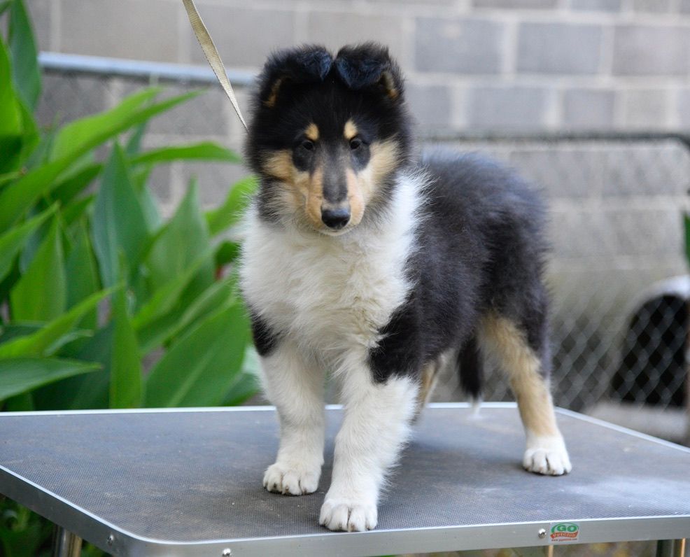 Puppies for Sale Millville, NJ 8568254856