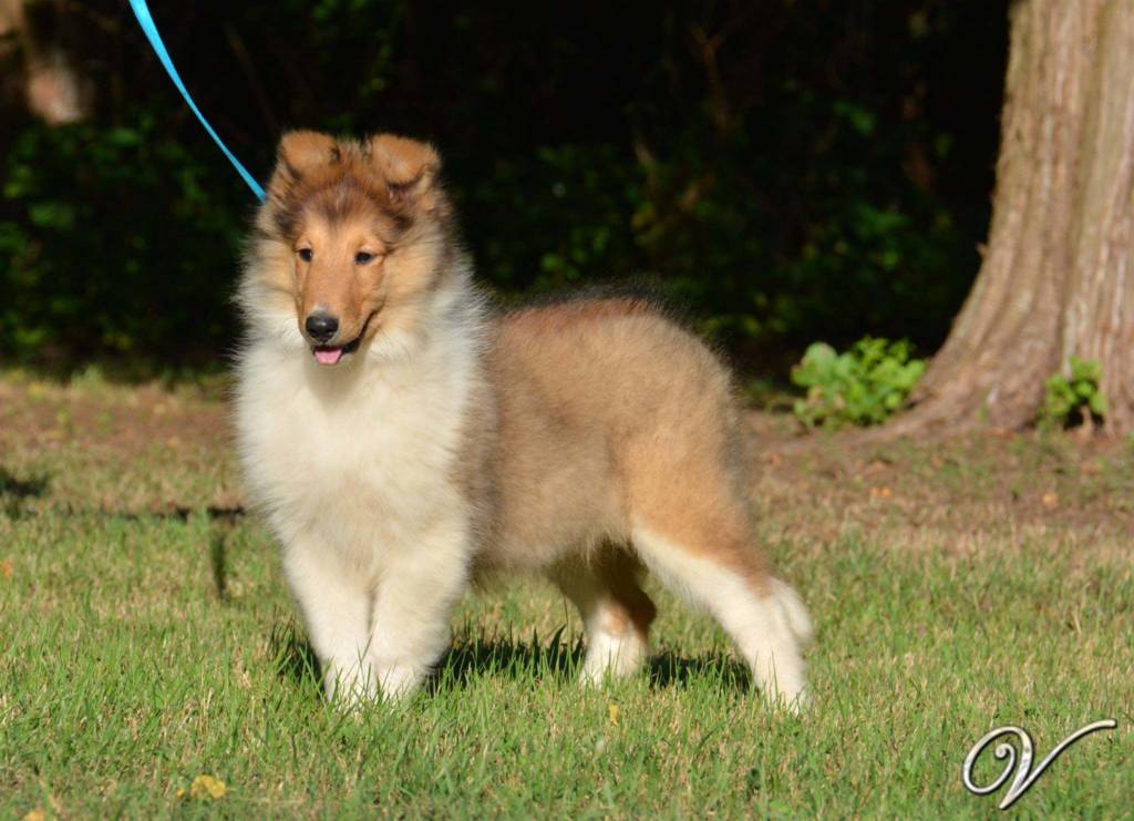 Rough Collie 2016 Gallery