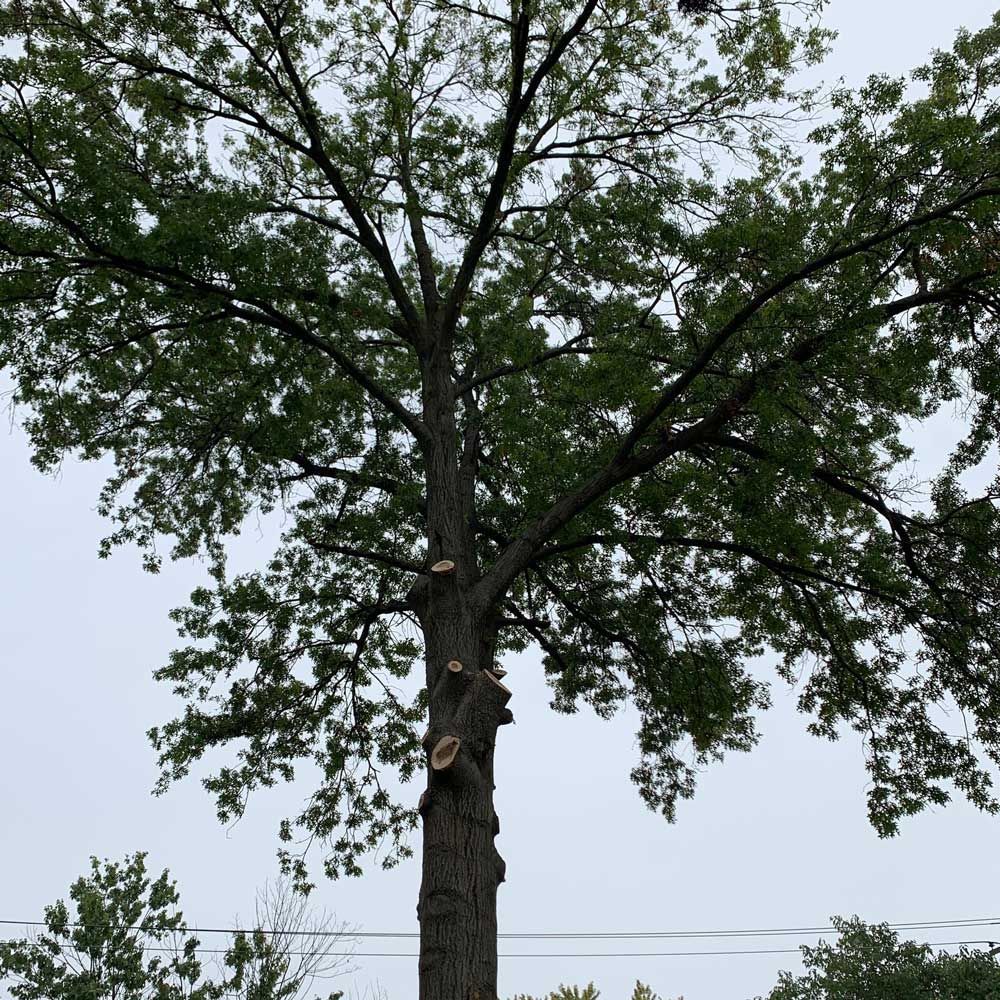 Tall Tree — Caseyville, IL — Two Brothers Tree Service and Landscape