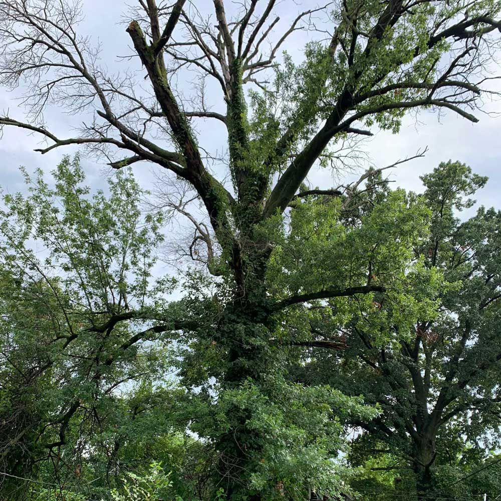 Old Tree — Caseyville, IL — Two Brothers Tree Service and Landscape