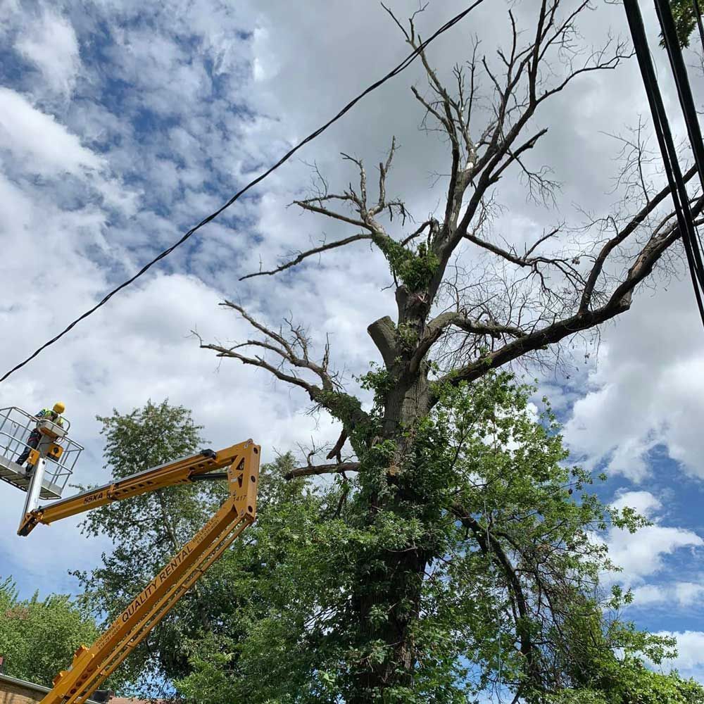 Cutting Down the Tree — Caseyville, IL — Two Brothers Tree Service and Landscape