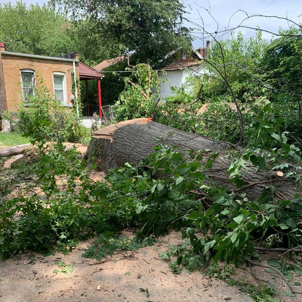 Chopped Down Tree — Caseyville, IL — Two Brothers Tree Service and Landscape