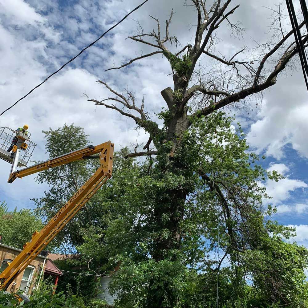 Removing a Tree — Caseyville, IL — Two Brothers Tree Service and Landscape