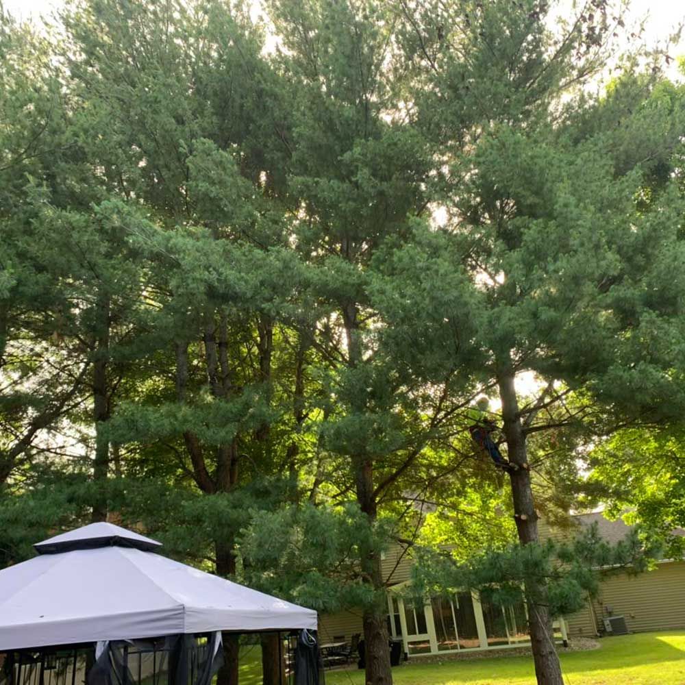 Trees in The Park — Caseyville, IL — Two Brothers Tree Service and Landscape