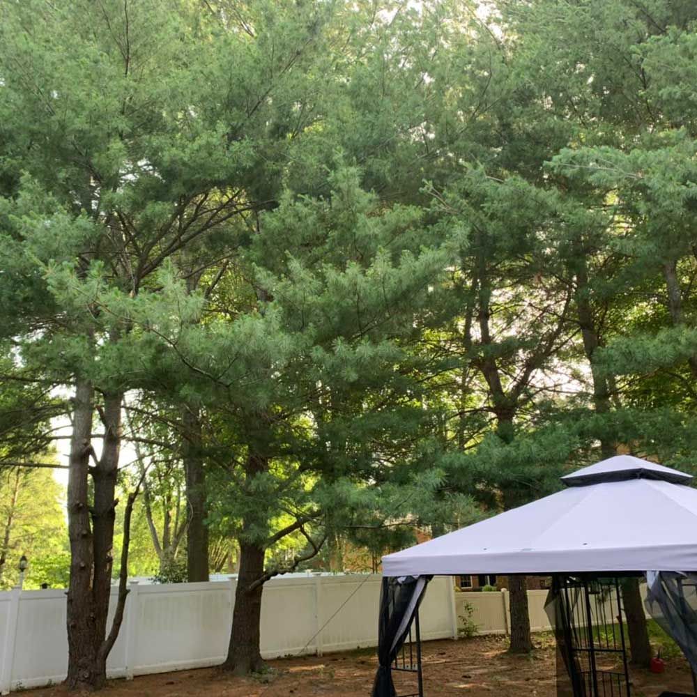 Tall Trees in The Park — Caseyville, IL — Two Brothers Tree Service and Landscape