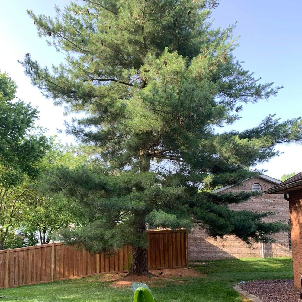 A Tree — Caseyville, IL — Two Brothers Tree Service and Landscape