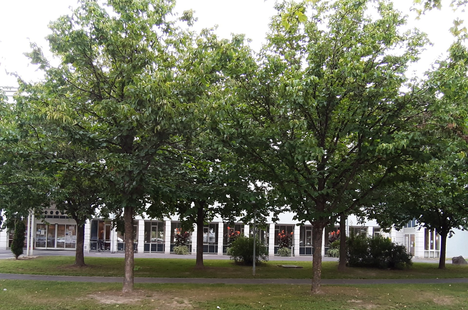 Logopädische Therapie in 4030 Linz