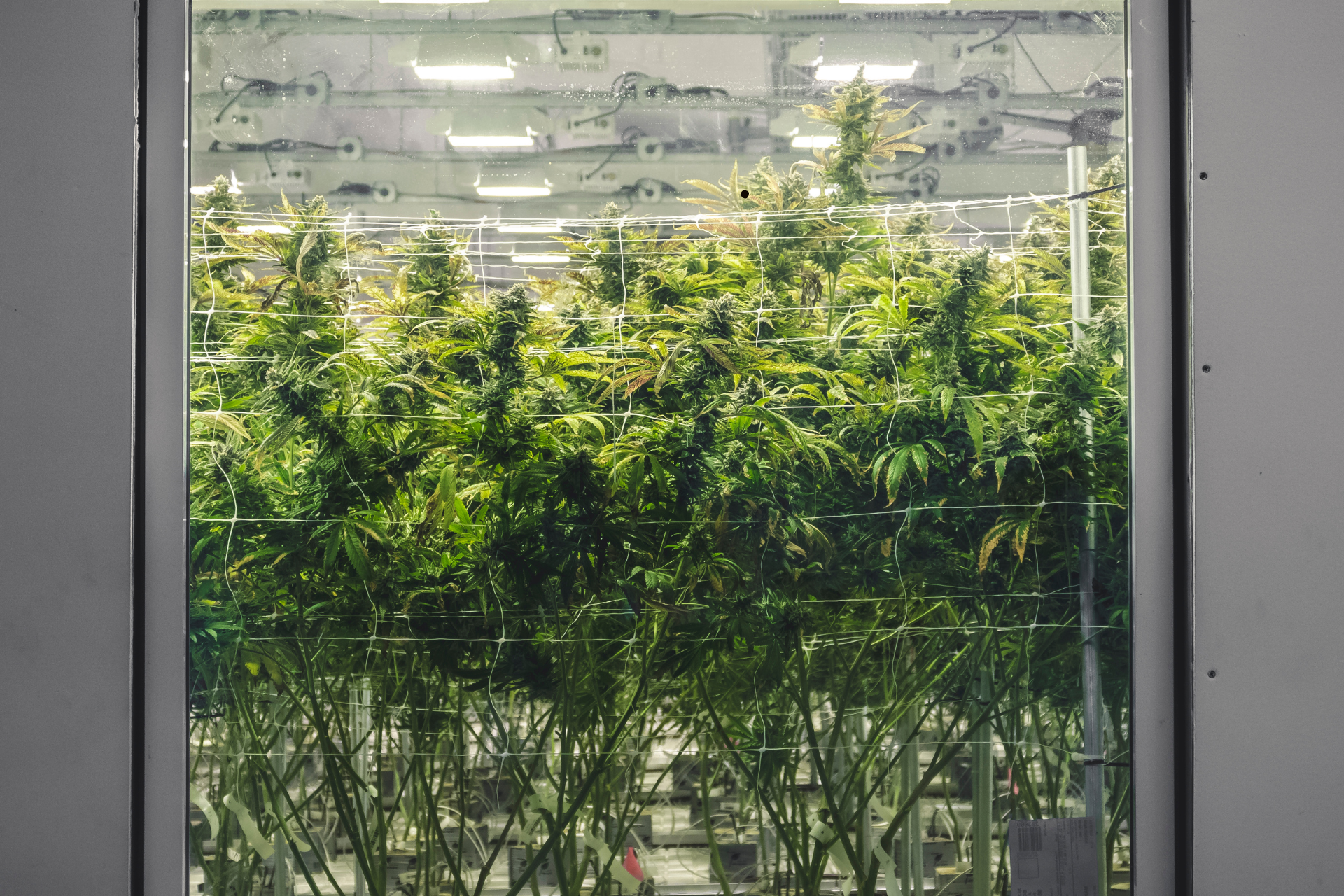 A window with a view of a greenhouse filled with lots of plants.
