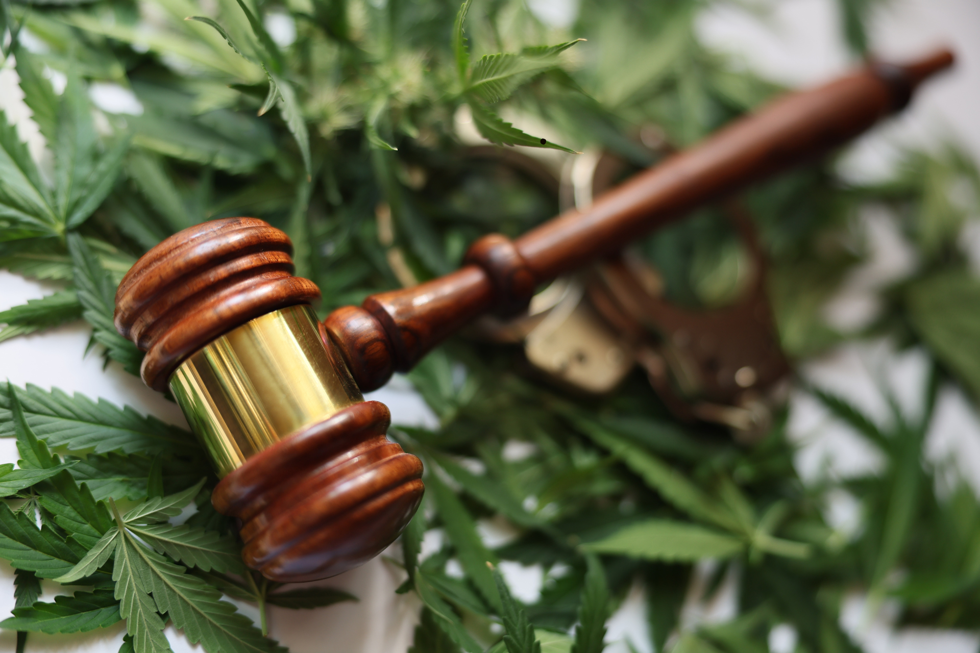 Legal gavel on cannabis plants