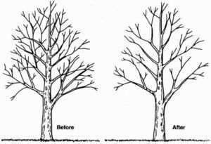 tree pruned before and after