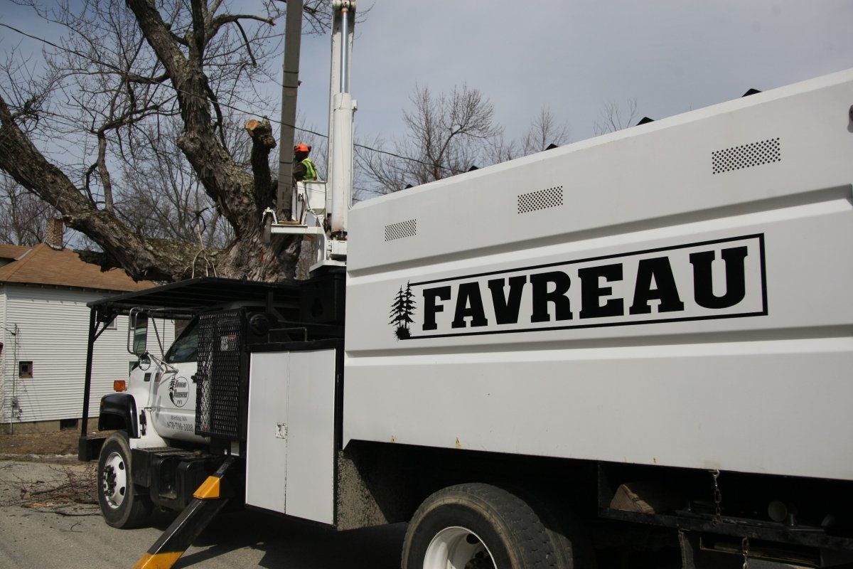 Favreau Forestry gallery photo 4