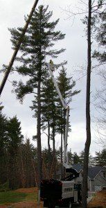 Favreau Forestry gallery photo 8