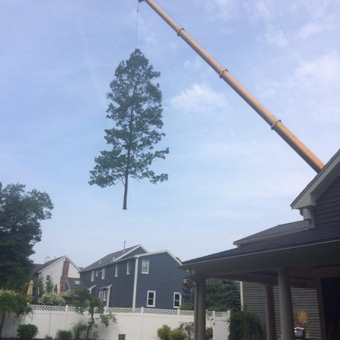 Tree Removal