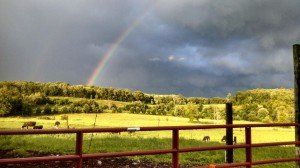 Favreau Forestry gallery photo 20